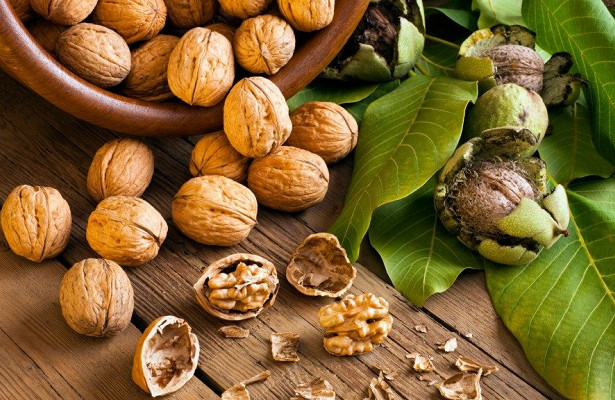 Бізнес-план організації підприємства з переробки волоських горіхів: своїми плодами скористаємося самі